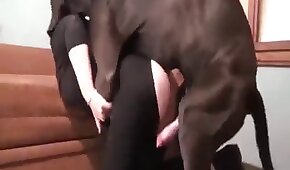 jogoeminglês - sexo de cachorro,sexo foda animal